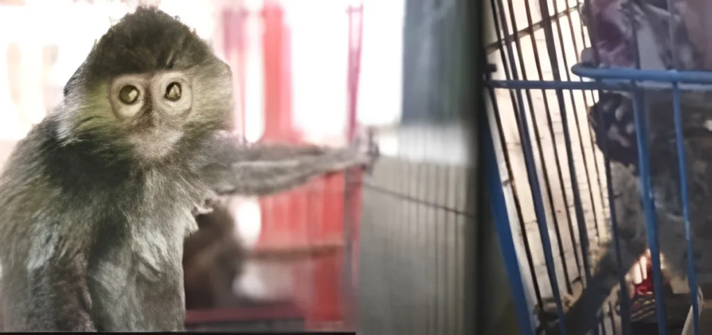 Foto: Bekantan, salah satu satwa yang dilindungin.