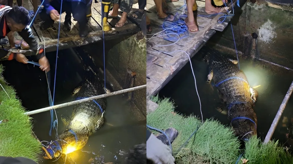 Foto: Evakuasi buaya sepanjang 3,9 meter di parit kawasan Kanal 3, Jalan A.W Syahranie, Sangatta Utara, Kutai Timur.