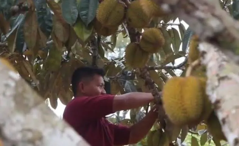 Foto: Desa Wisata Benua Elai atau disingkat Dewi Belai. Wisata perkebunan buah elai yang menjadi ciri khas pulau Kalimantan ini terletak di Desa Batuah, Kecamatan Loa Janan, Kutai Kartanegara.