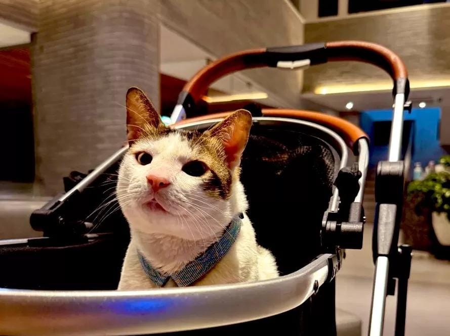 Foto: Bobby Kertanegara, kucing kesayangan Presiden Prabowo Subianto.